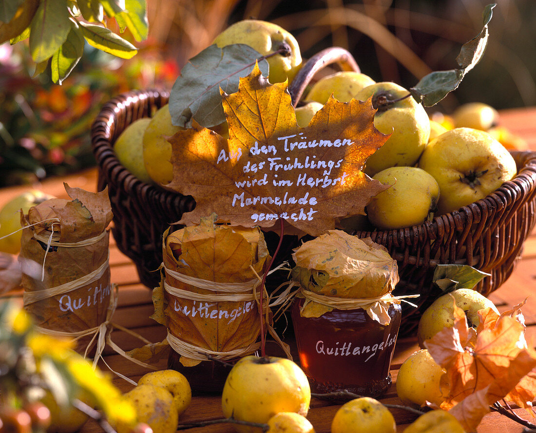 Quince jelly, Cydonia quince, Chaenomeles ornamental quince, Acer maple foliage