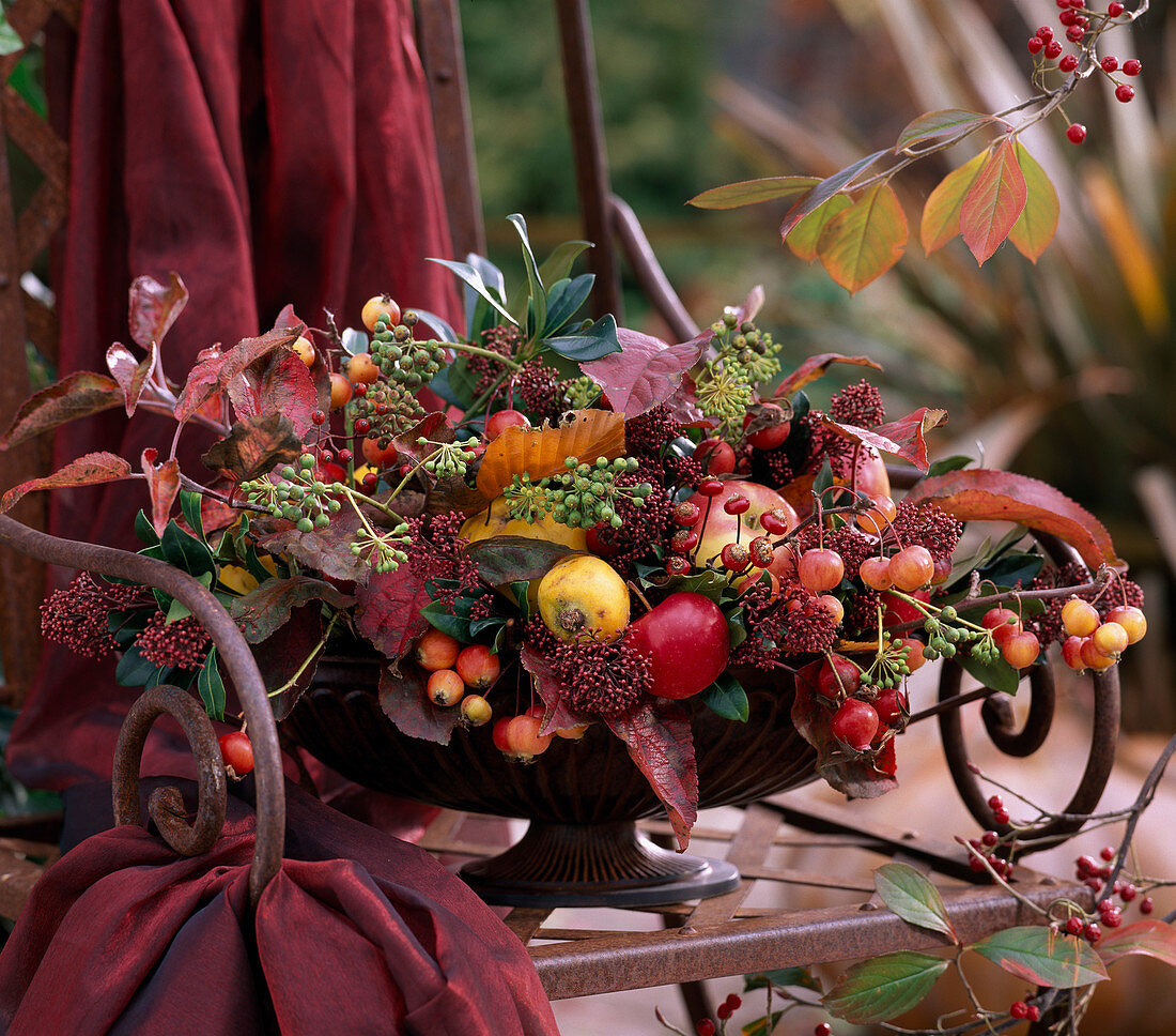 Malus (apples, ornamental apples and foliage), Rosa (rosehips), Cydonia (quince), Skimmia