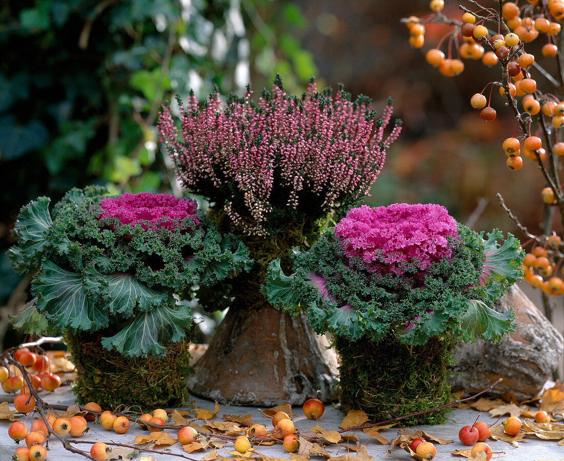 Brassica (Zierkohl), Calluna 'Amethyst' (Heide), Malus (Zieräpfel)