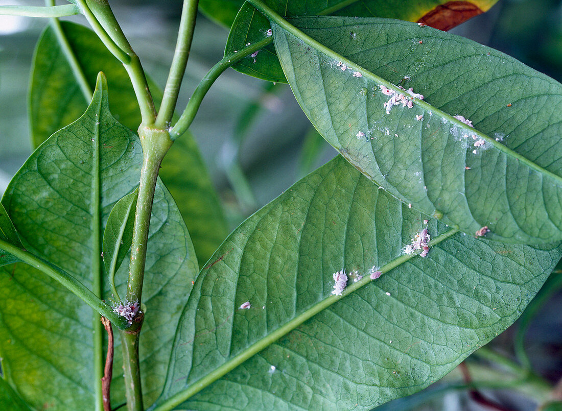 Mandevilla boliviensis (Dipladenia with mealybug infestation)