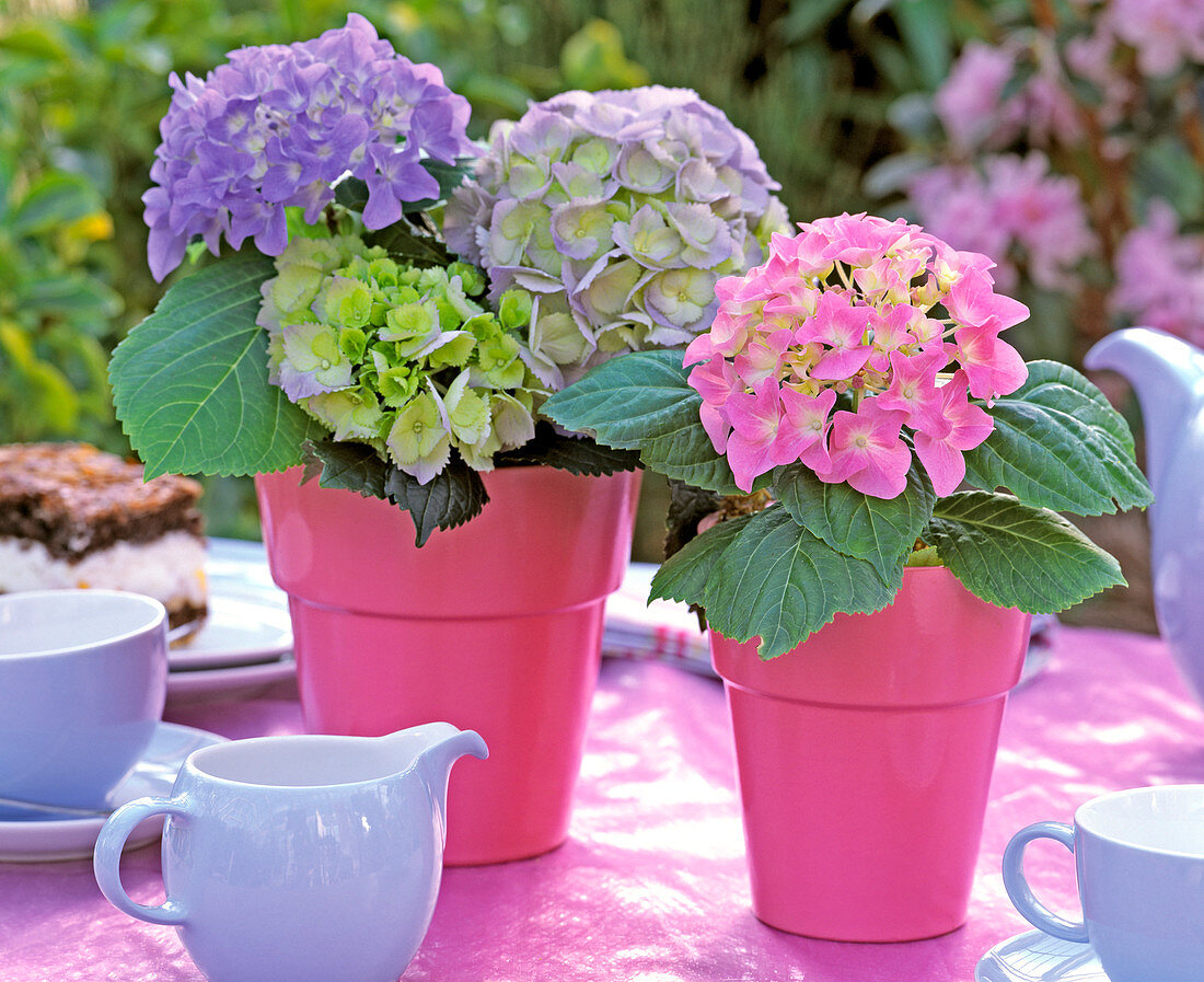 Hydrangea / Hortensien blau und rosa in pinkfarbenen Töpfen