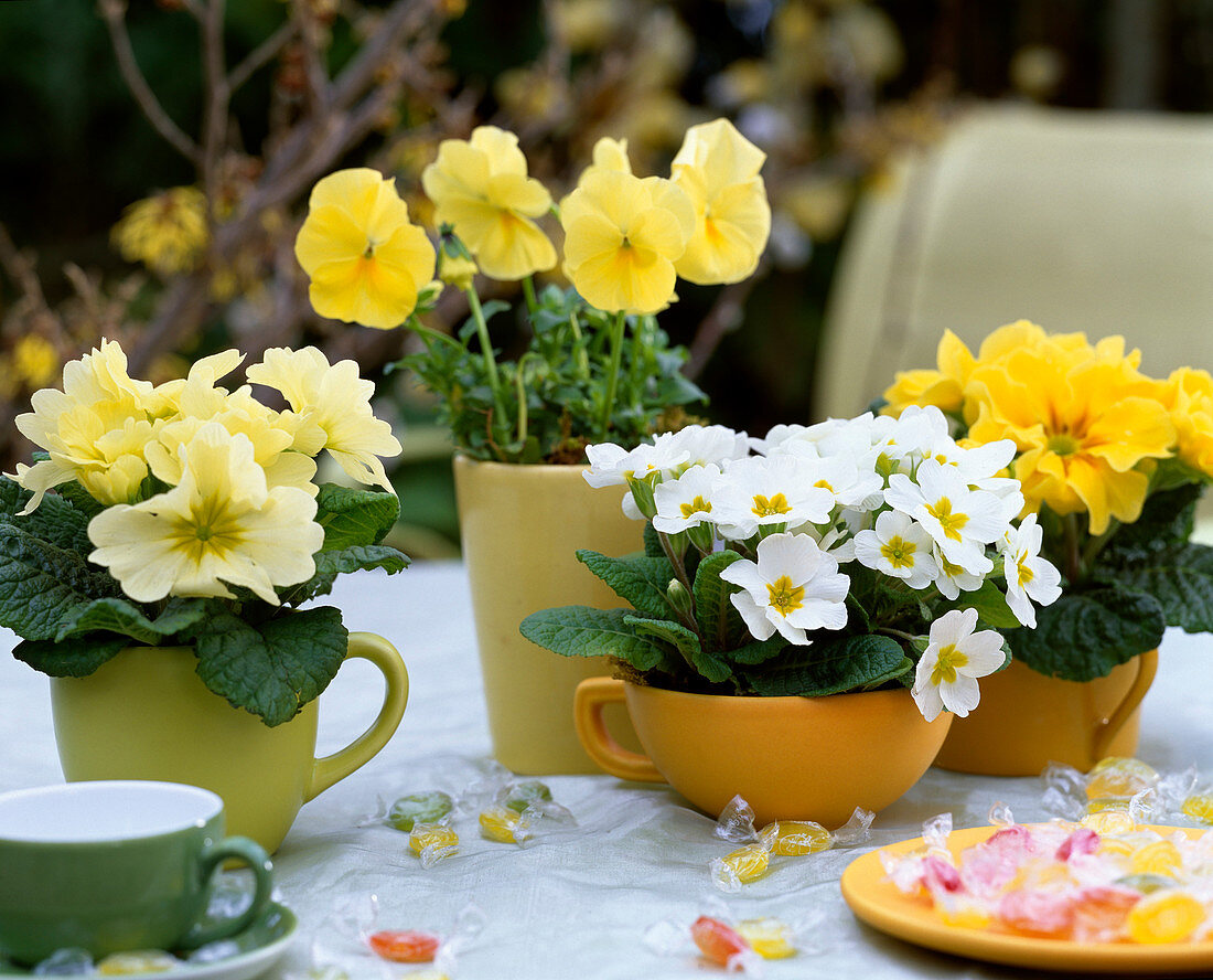 Primula acaulis (spring primroses), Viola 'Fama Citrine' (citrine)