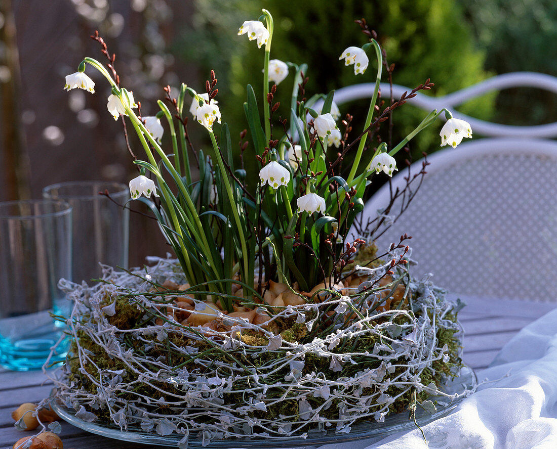 Leucojum vernum (spring snowflake) in a nest made of moss, dichondra