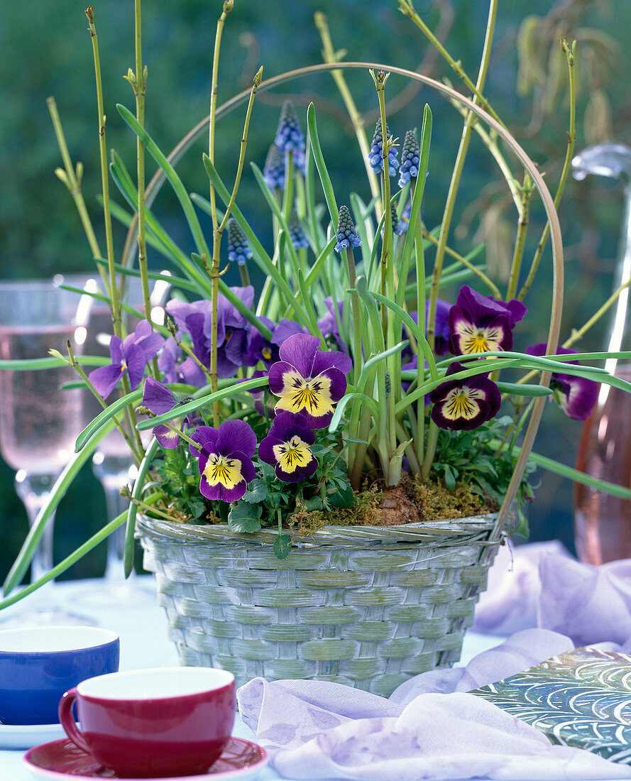 Viola (pansy), Viola cornuta (horned violet), Muscari