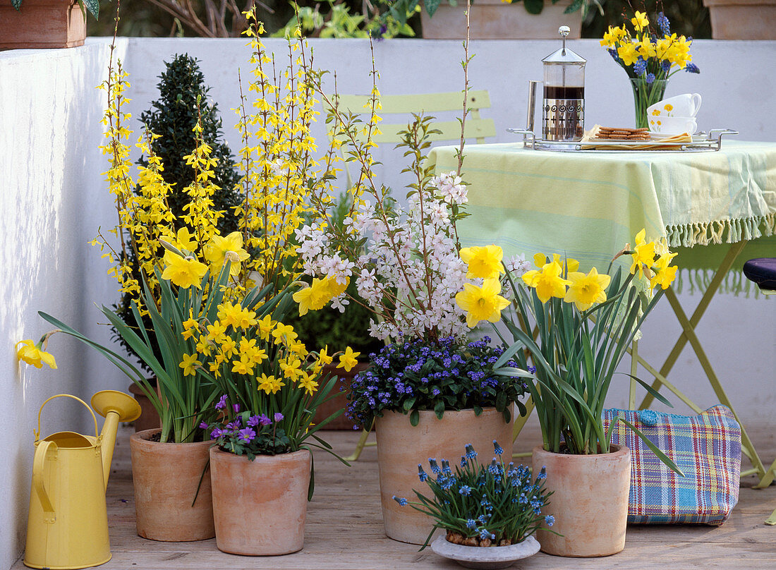 Forsythia 'Weekend' / Goldglöckchen, Prunus sub. 'Fukubana'