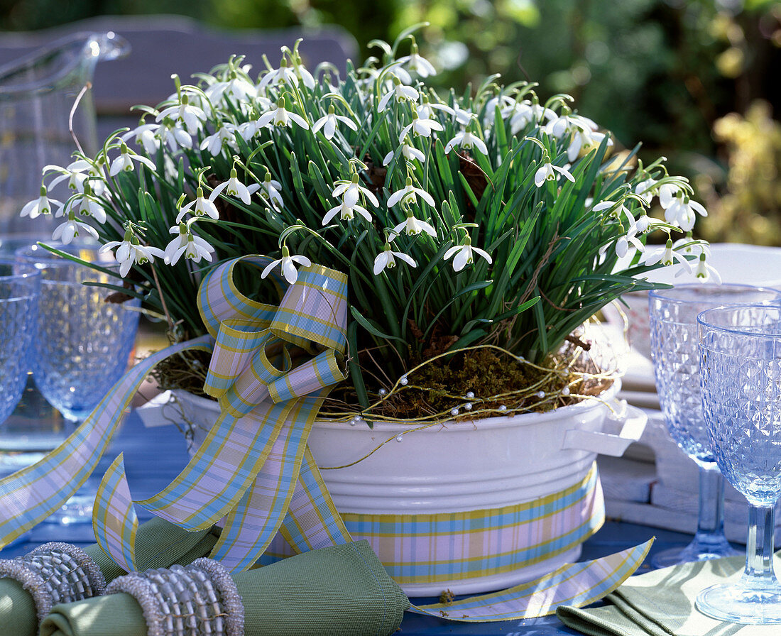 Galanthus nivalis (Schneeglöckchen) in weißer Blechschale