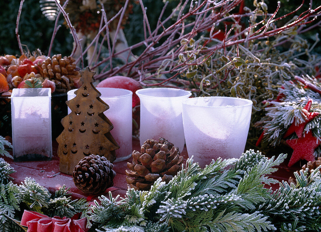 Abies (Nordmanntanne), Chamaecyparis (Scheinzypresse), Cornus