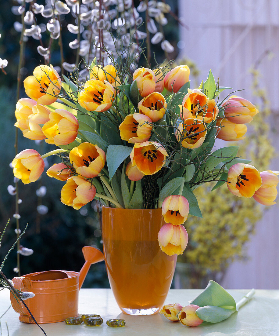 Tulipa 'Ad Rem' (tulips), Vaccinium (blueberry branches)