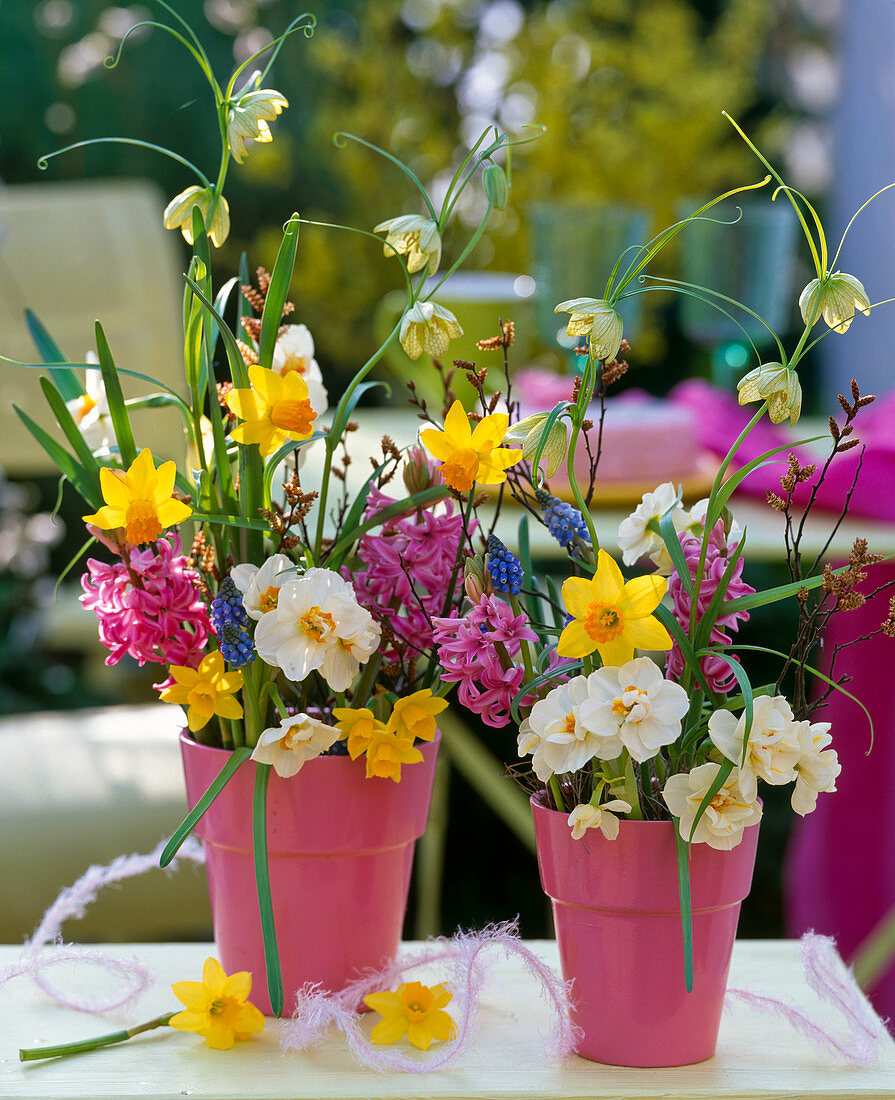 Narcissus 'Jetfire', 'Bridal Crown' and 'Tete A Tete' / Daffodil