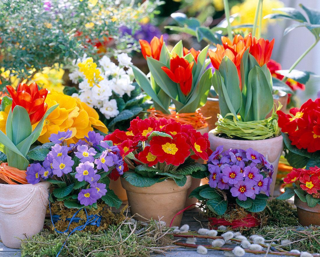 Tulipa 'Red Paradise' (tulips), Primula acaulis