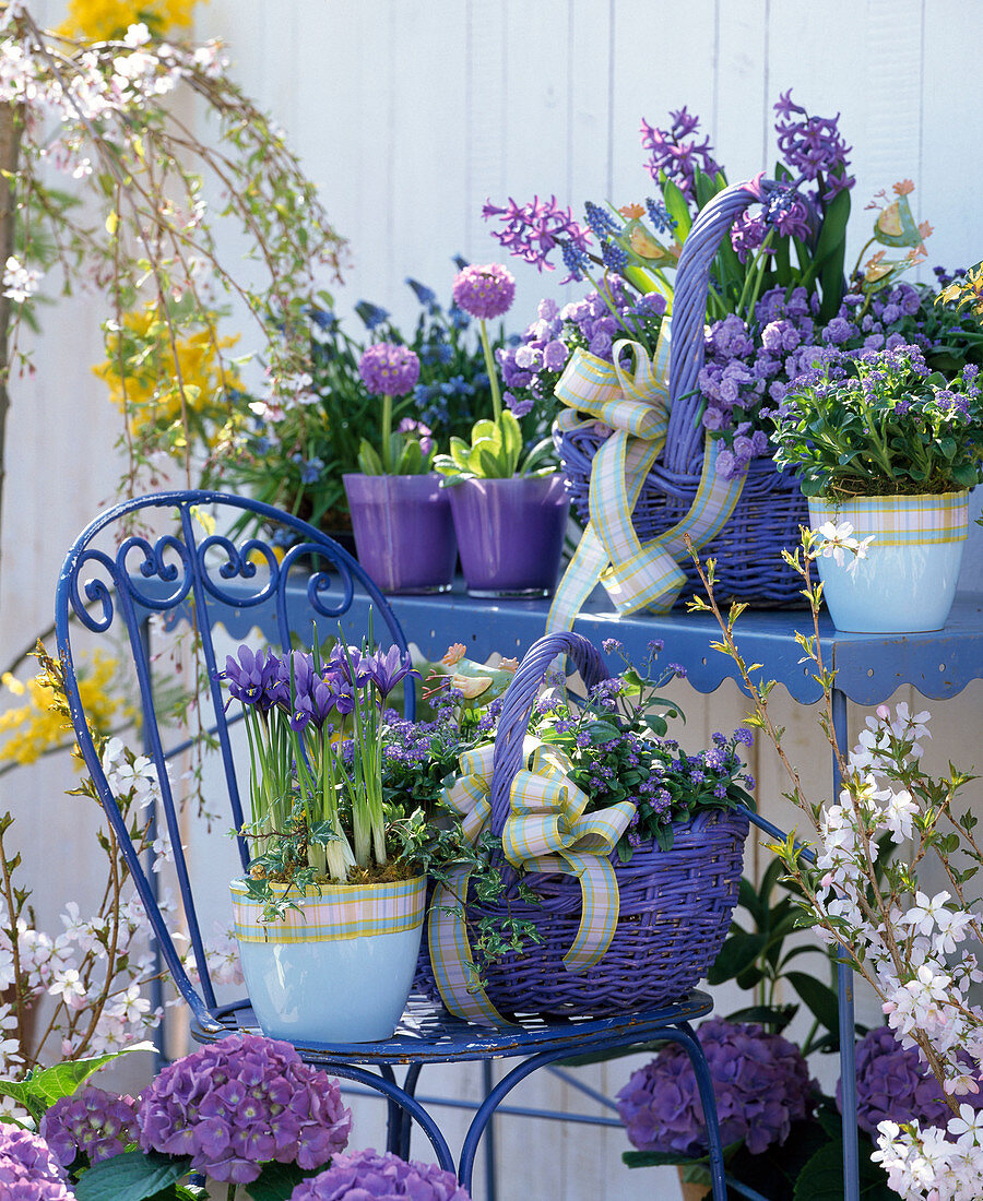 Myosotis 'Myomark' (forget-me-not), Campanula 'Blue Ball'