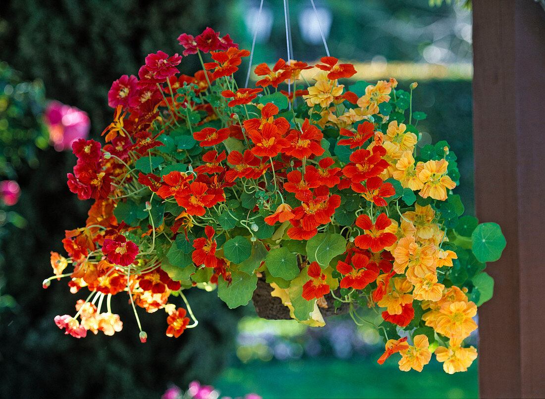 Tropaeolum majus 'Whirlybird Series' (semi-double nasturtium)