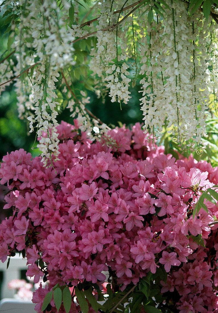 Wisteria sinensis 'Alba' (White Blue Rain), Azalea japonica