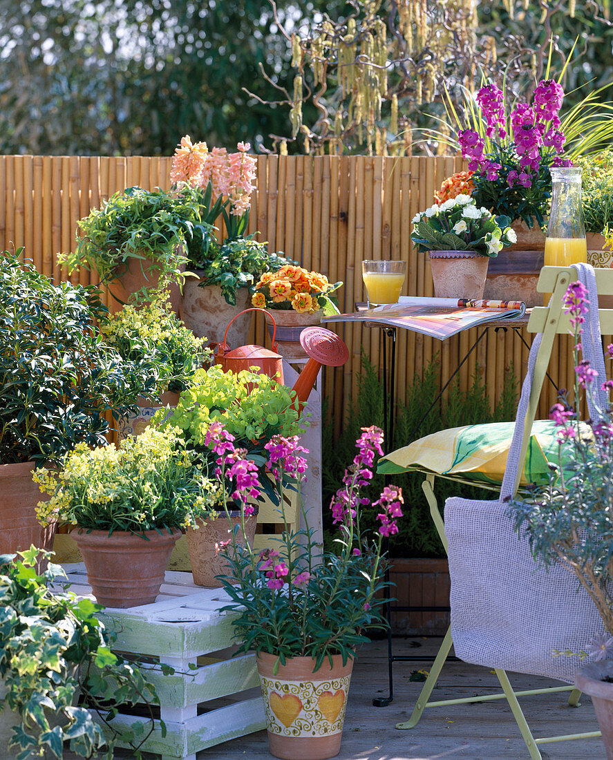 Erysimum 'Sweet Sorbet', 'Dwarf', 'Winter Joy' (golden violet)