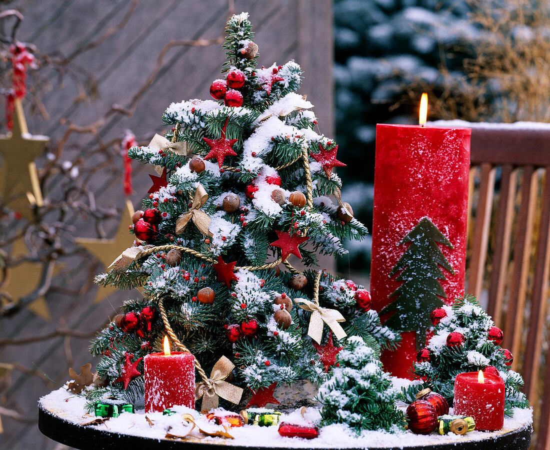 Abies procera / Nobilistanne,gebundenes Bäumchen, weihnachtlich geschmückt