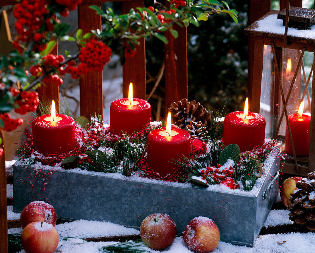 Metal tray and lantern, Malus, Pinus and cones, Cotoneast