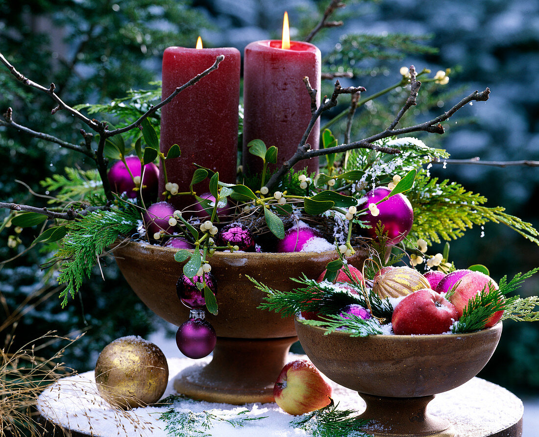 Viscum album (mistletoe), Chamaecyparis (cypress), Malus (apple)