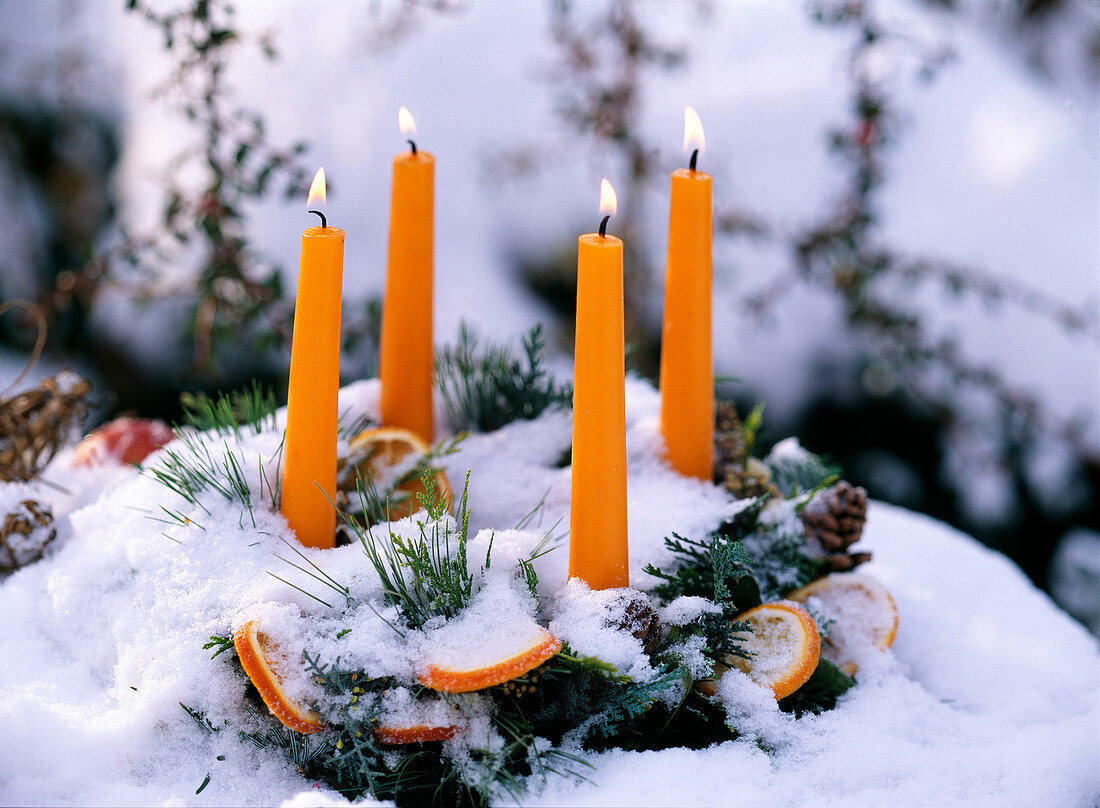 Orange Advent wreath in the snow: Citrus sinensis (orange slices), Pinus strobus