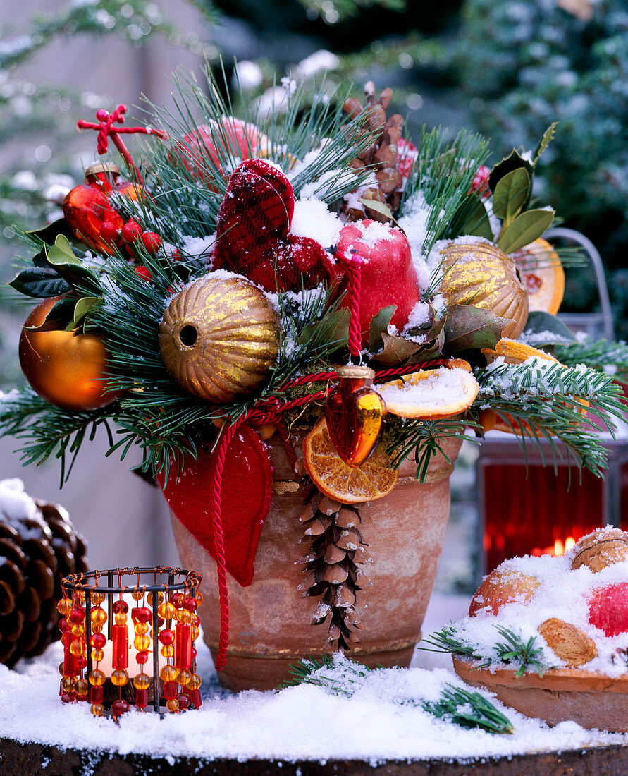 Abies (Nordmann fir), Pinus strobus (silk pine)