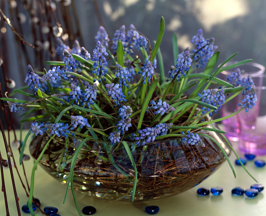 Muscari armeniacum (grape hyacinths) in glass bowl