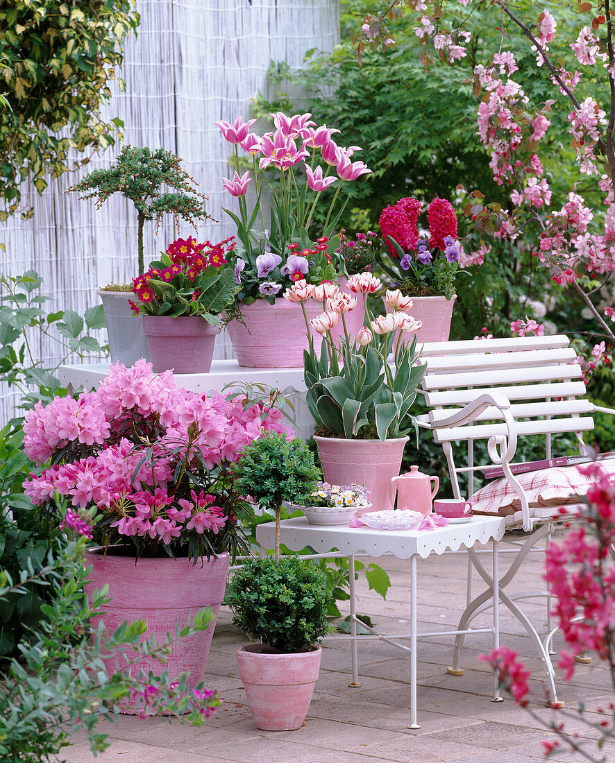 Rhododendron 'Graziella', Tulipa 'Claudia', 'Carnival of Nice'