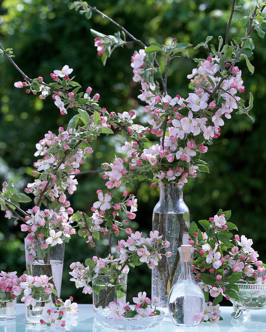 Malus (apple blossom) in various glass jars