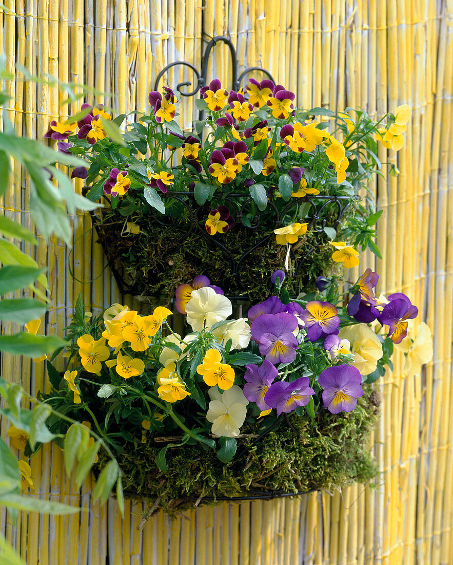 Viola cornuta 'Purple Wing' (Horned violet), Viola (Pansy), wire basket lined with moss