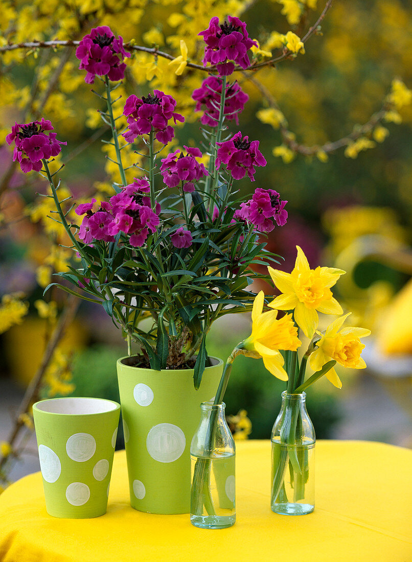 Erysimum 'Winterjoy' (Golden violet) (Spring flirt!)