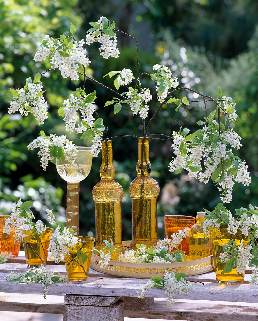 Traubenkirschzweige (Prunus padus) in gelben Flaschen und Gläsern