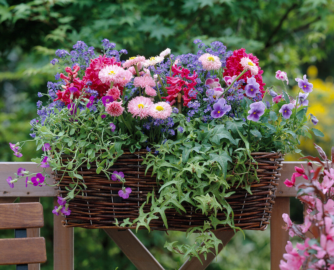 Bellis (daisies), Hyacinthus 'Jan Bos' (hyacinth), Viola