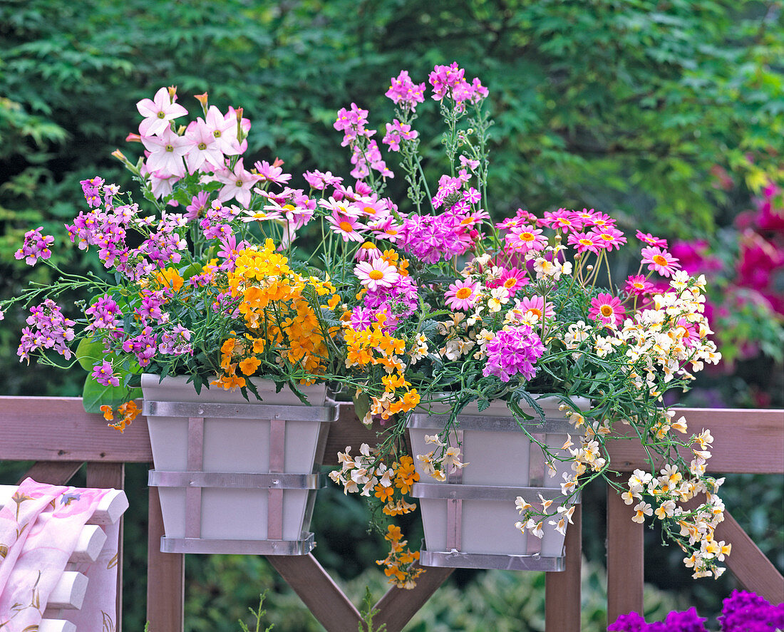 Nemesia 'Pineapple', 'Lemon', 'Karoo Pink'/ Elfenspiegel,