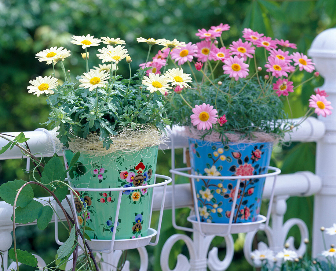 Argyranthemum 'Strawberry pink' and 'Primrose Petit' (marguerite)