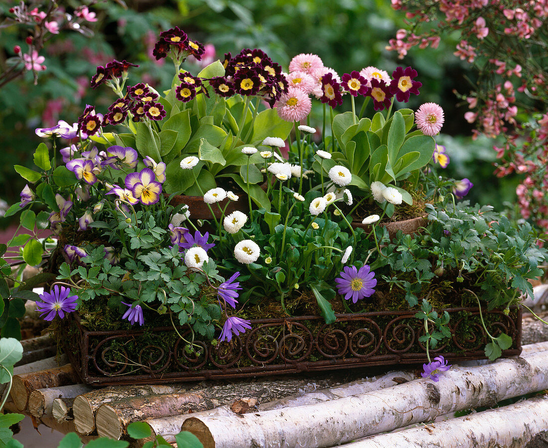 Primula auricula (garden auricle), Bellis (daisies), anemone