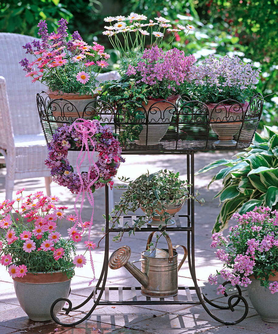 Argyranthemum 'Strawberry Pink', 'White Bush' (Marguerite)