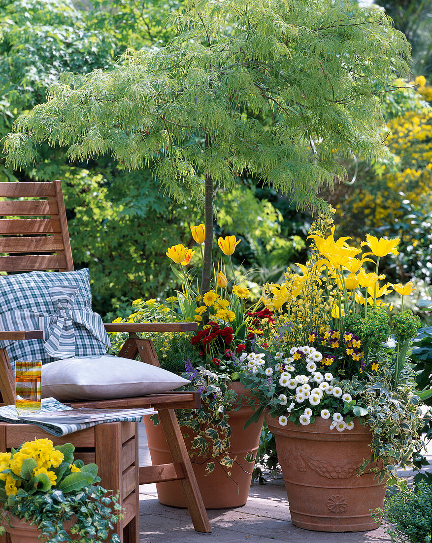 Acer palmatum 'Dissectum' (Green Slash Maple), Tulipa (Tulips)