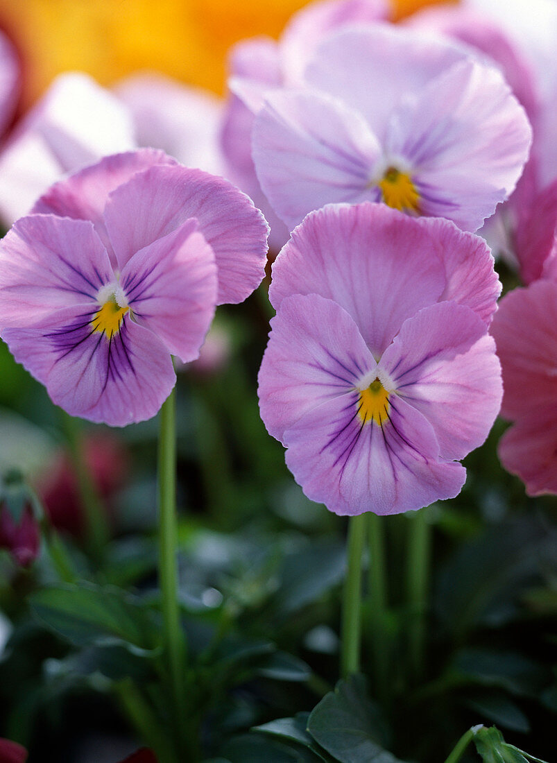 Viola panola 'Pink Shades' (Stiefmütterchen)