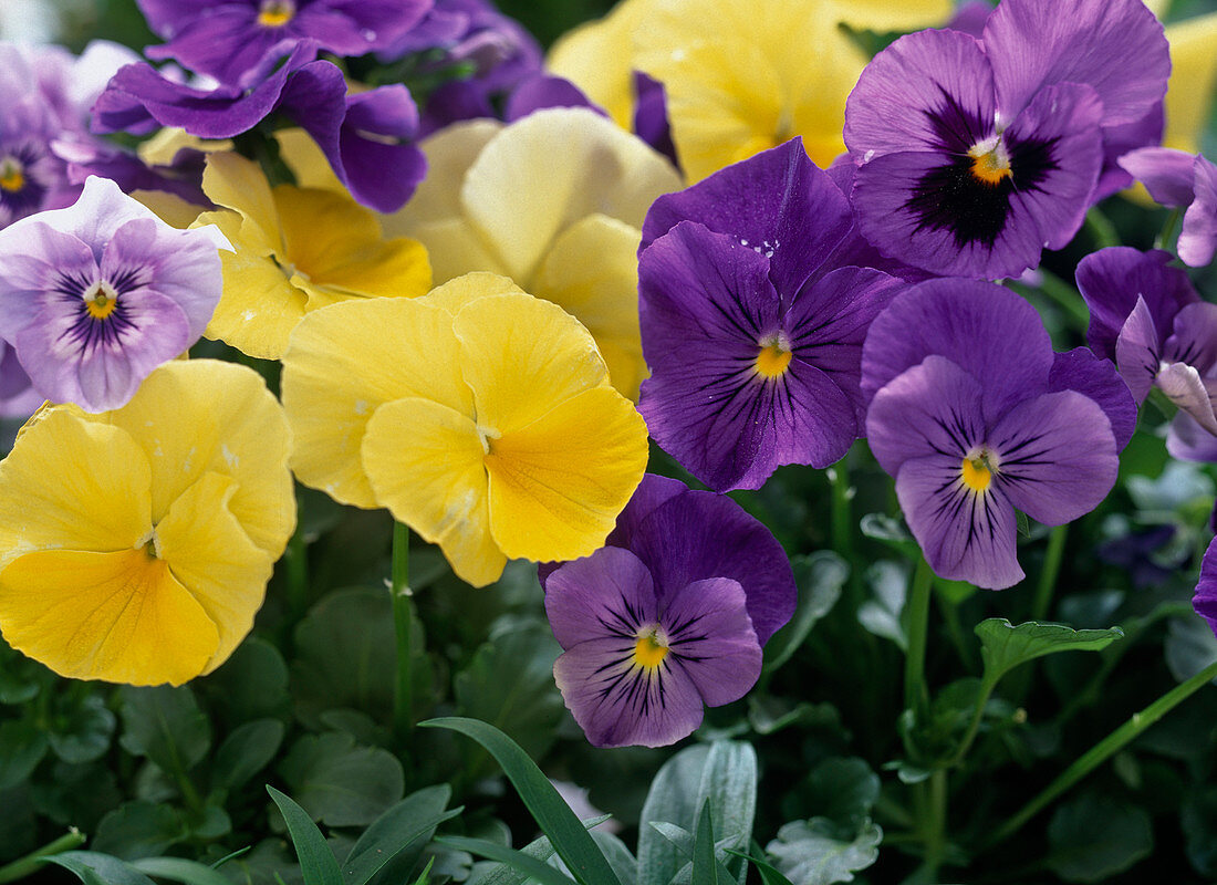 Viola panola 'Primrose', 'True Blue', 'Blue With Blotch' u. 'Sky'