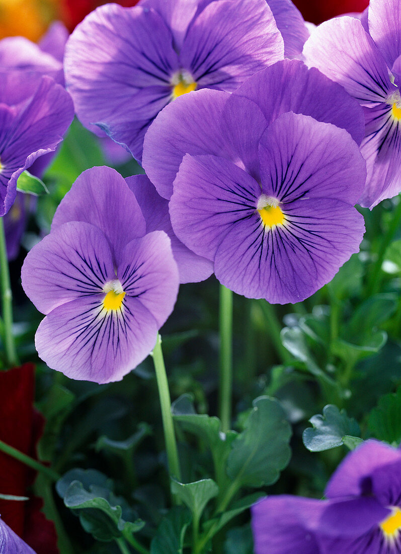 Viola cornuta 'Princess Blue' (Hornveilchen)