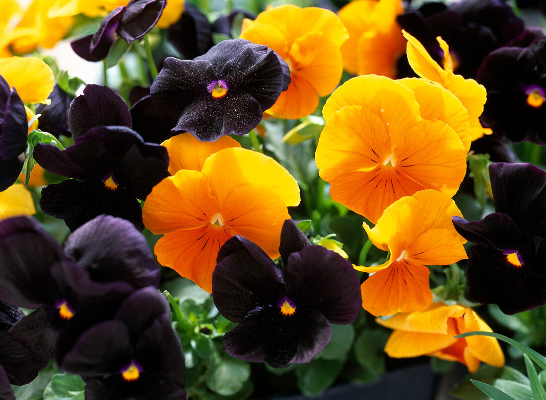 Viola 'Trick or Treat' Mixture Improved (Pansy)