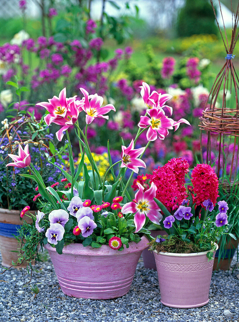 Tulipa 'Claudia' / Tulpen, Viola / Stiefmütterchen, Bellis / Tausendschön