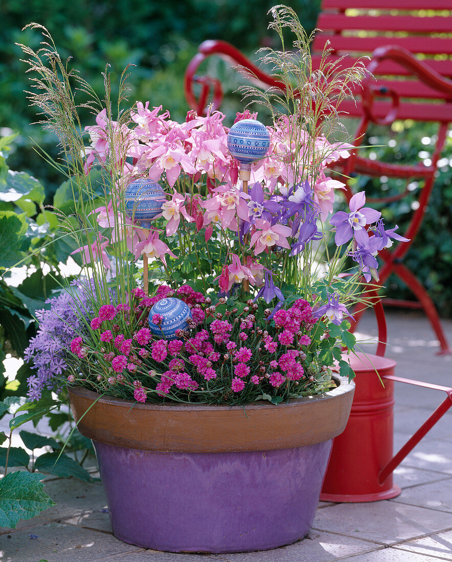 Aquilegia 'Spring Magic' (columbine), Armeria maritima (grass carnation)