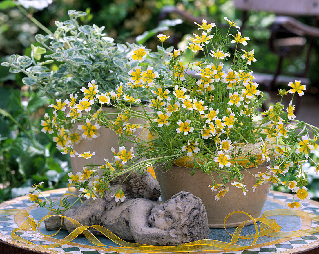 Limnanthes douglasii (Spiegeleierpflanze), Helichrysum (Struktur-)