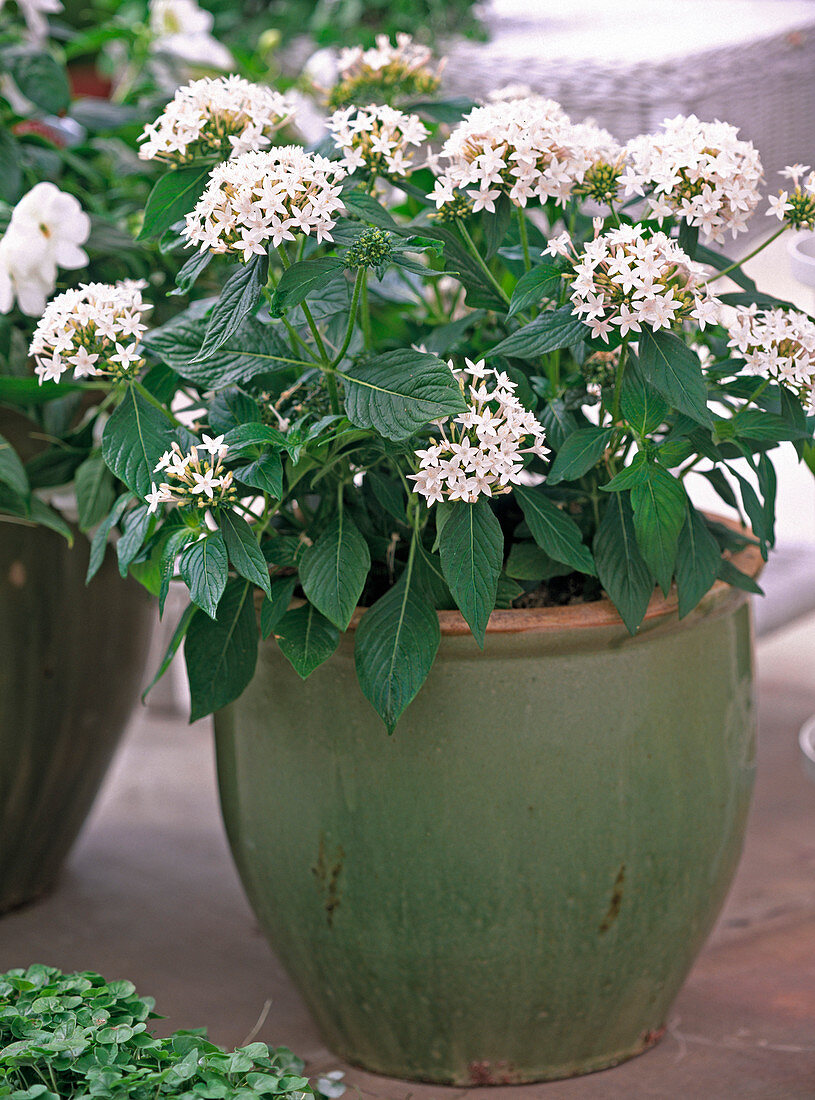 Pentas 'Star White' (Stern von Ägypten)