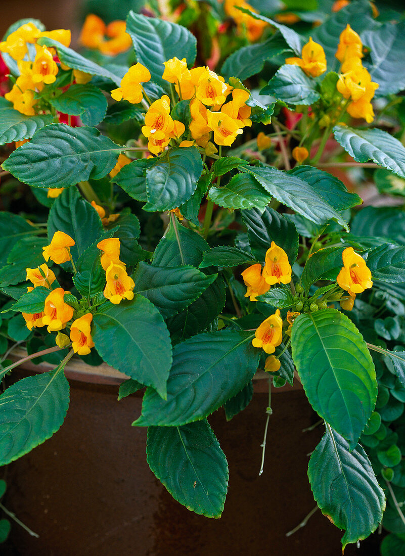 Impatiens auricoma 'Jungle Gold' (Fleissiges Lieschen)