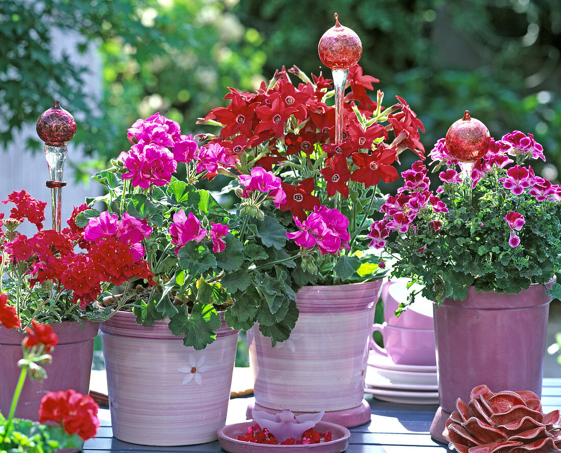 Nicotiana 'Red' (ornamental tobacco), Pelargonium 'Rocky Mountain Violet'