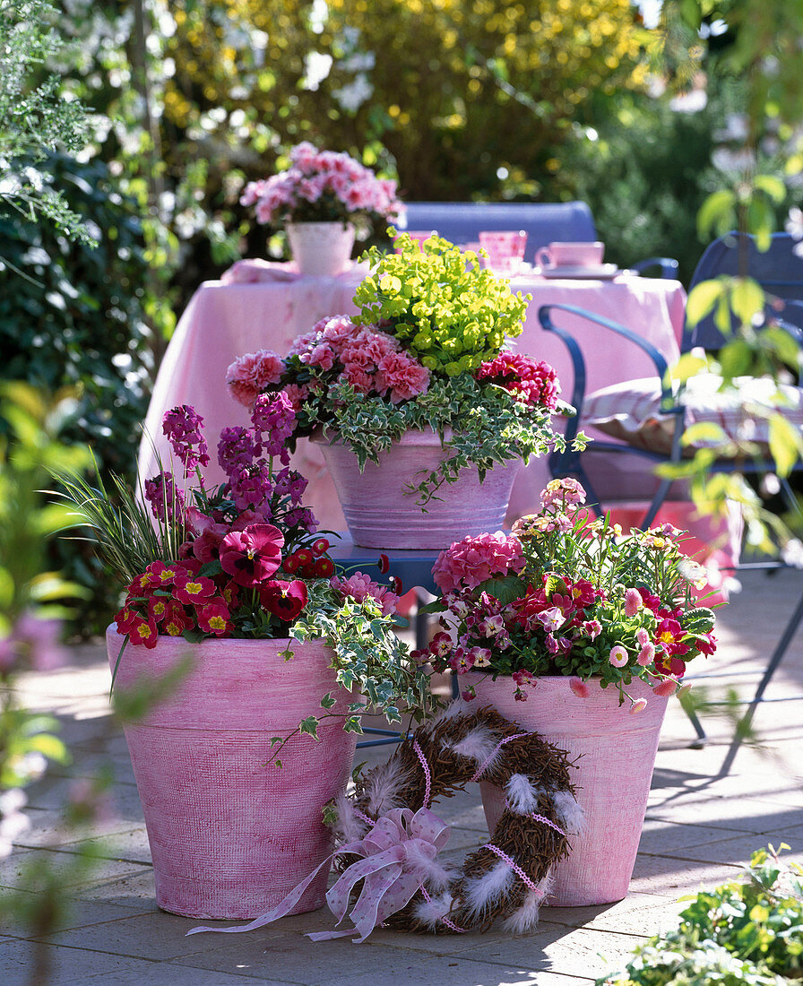 Erysimum 'Winter Joy' und 'Devon Sunset' / Goldlack, Euphorbia