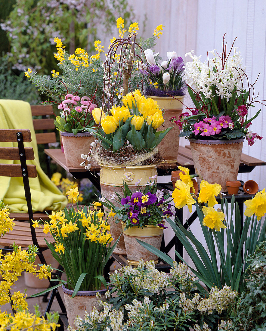 Narcissus 'Tete a Tete', 'Carlton' Daffodils, Tulipa 'Monte Carlo'