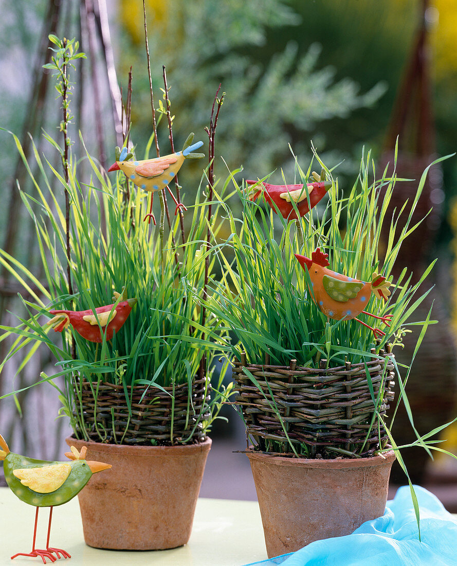 Easter grass from wheat, sown in pots with Salix (willow)