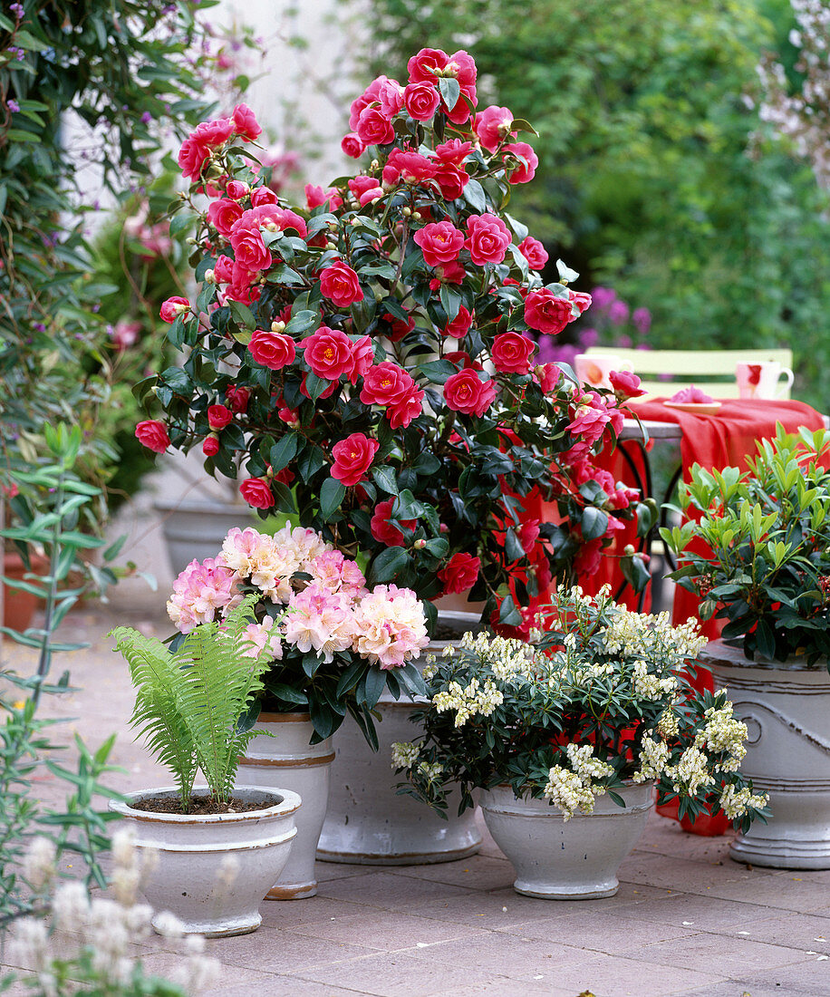 Camellia 'Flame' (Camellia), Rhododendron yakushimanum, Pieris)