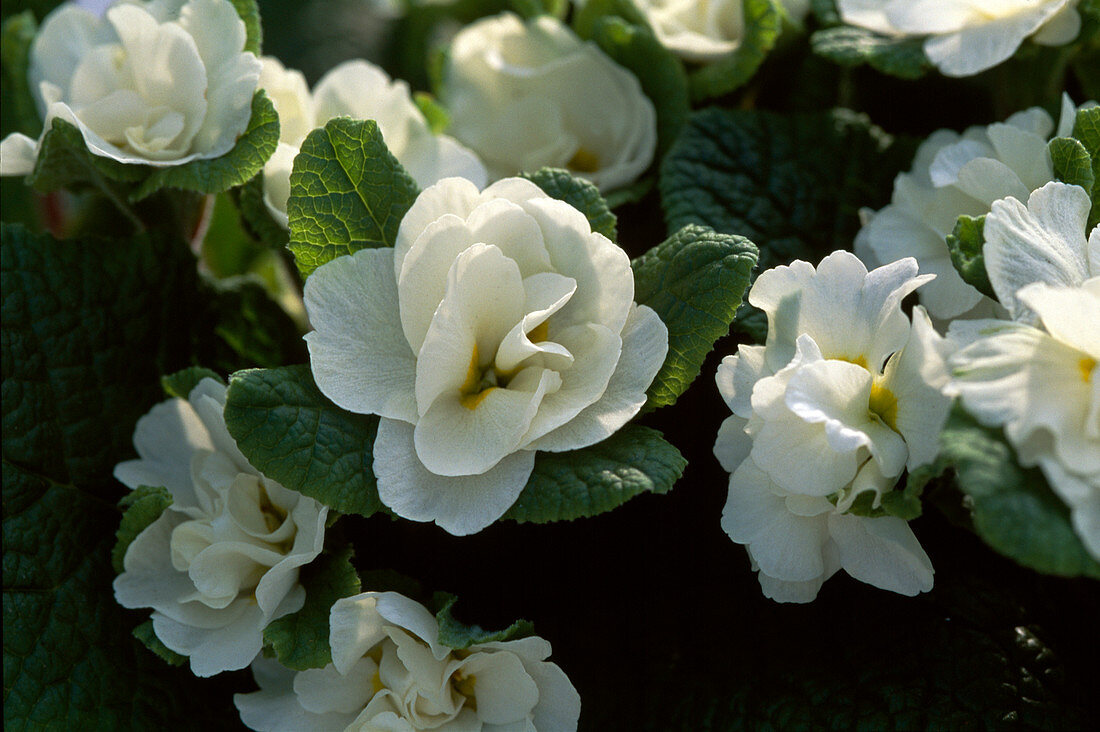 Primula 'Dawn Ansell' (double spring primrose)